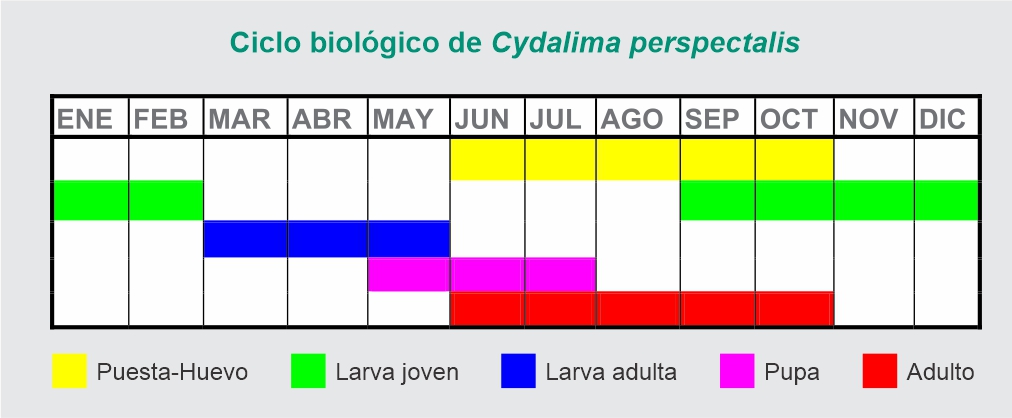 Ciclo biológico Cydalima perspectalis