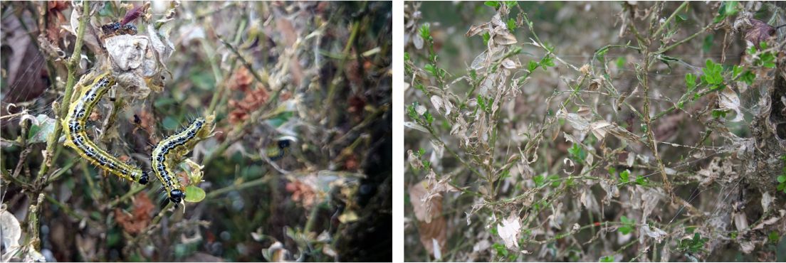 Bojes defoliados por Oruga