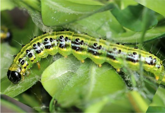 Larva Cydalima perspectalis