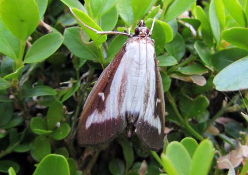 Polilla cydalima perspectalis