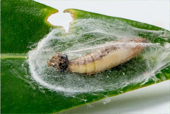 Pupa Cydalima perspectalis